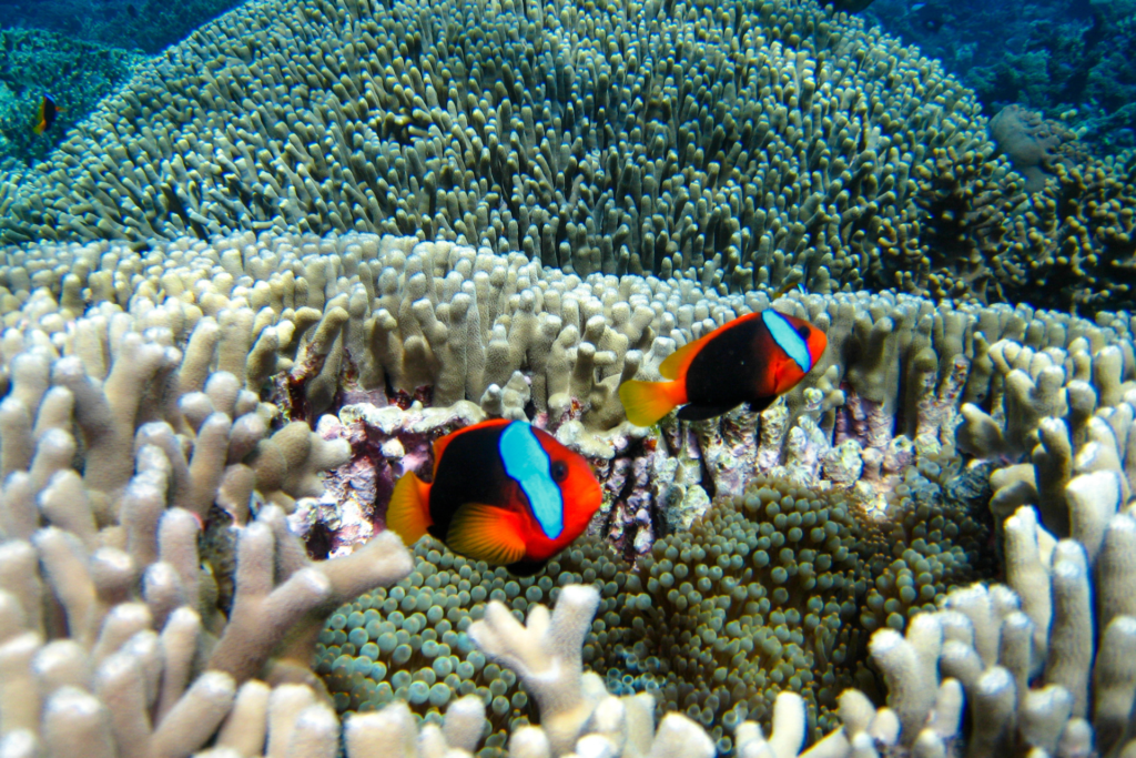 great barrier reef